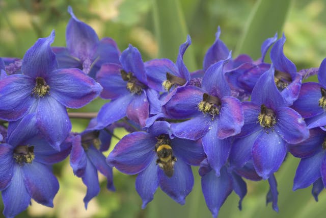 Delphinium Species Poisoning in Horses - Symptoms, Causes, Diagnosis, Treatment, Recovery, Management, Cost