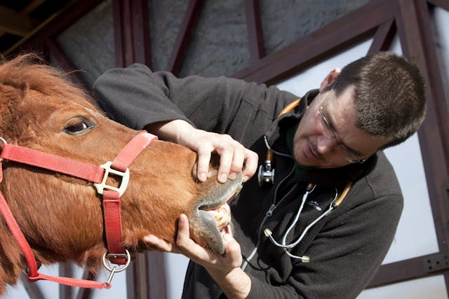 Dental Caps in Horses - Symptoms, Causes, Diagnosis, Treatment, Recovery, Management, Cost