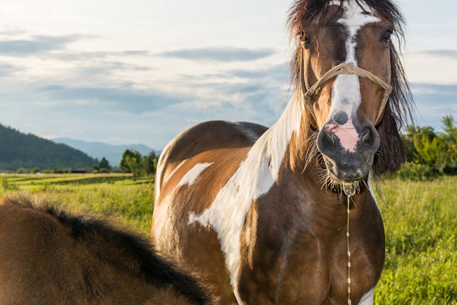 Dental Caries in Horses - Symptoms, Causes, Diagnosis, Treatment, Recovery, Management, Cost