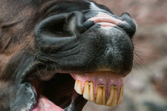 Dental Malocclusions in Horses - Symptoms, Causes, Diagnosis, Treatment, Recovery, Management, Cost
