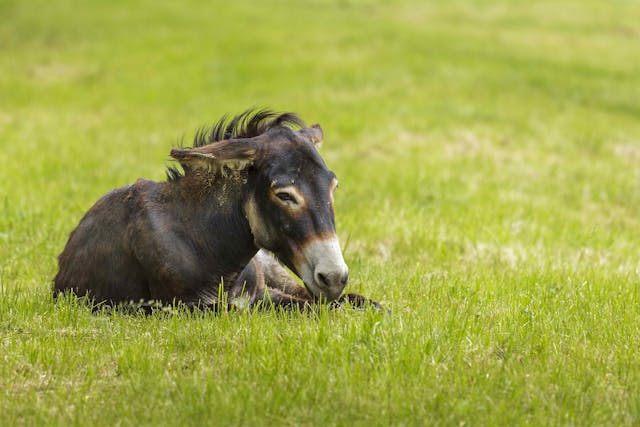 Diarrheal Disease in Horses - Symptoms, Causes, Diagnosis, Treatment, Recovery, Management, Cost
