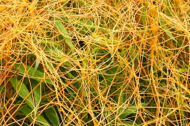 Dodder Poisoning in Horses - Symptoms, Causes, Diagnosis, Treatment, Recovery, Management, Cost