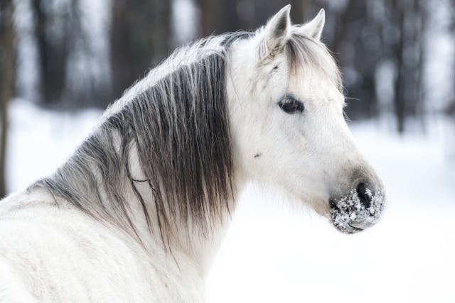 Dorsal Displacement of the Soft Palate in Horses - Symptoms, Causes, Diagnosis, Treatment, Recovery, Management, Cost