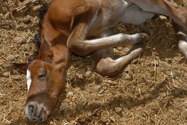 Dysmature Foal in Horses - Symptoms, Causes, Diagnosis, Treatment, Recovery, Management, Cost