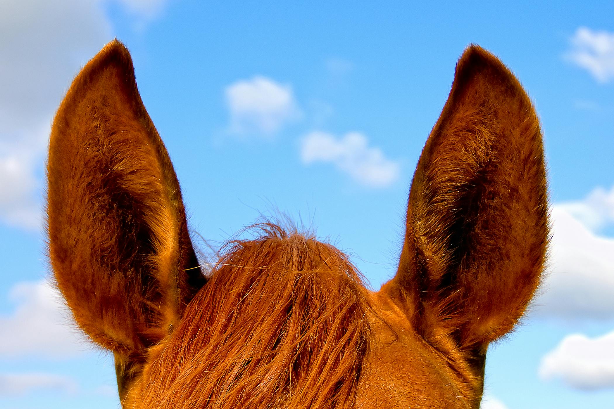 Ear Papillomas in Horses - Symptoms, Causes, Diagnosis, Treatment,  Recovery, Management, Cost