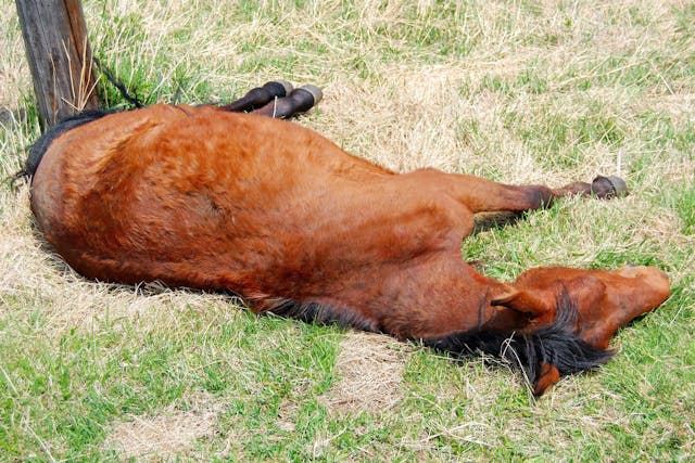 Ehrlichiosis in Horses - Symptoms, Causes, Diagnosis, Treatment, Recovery, Management, Cost