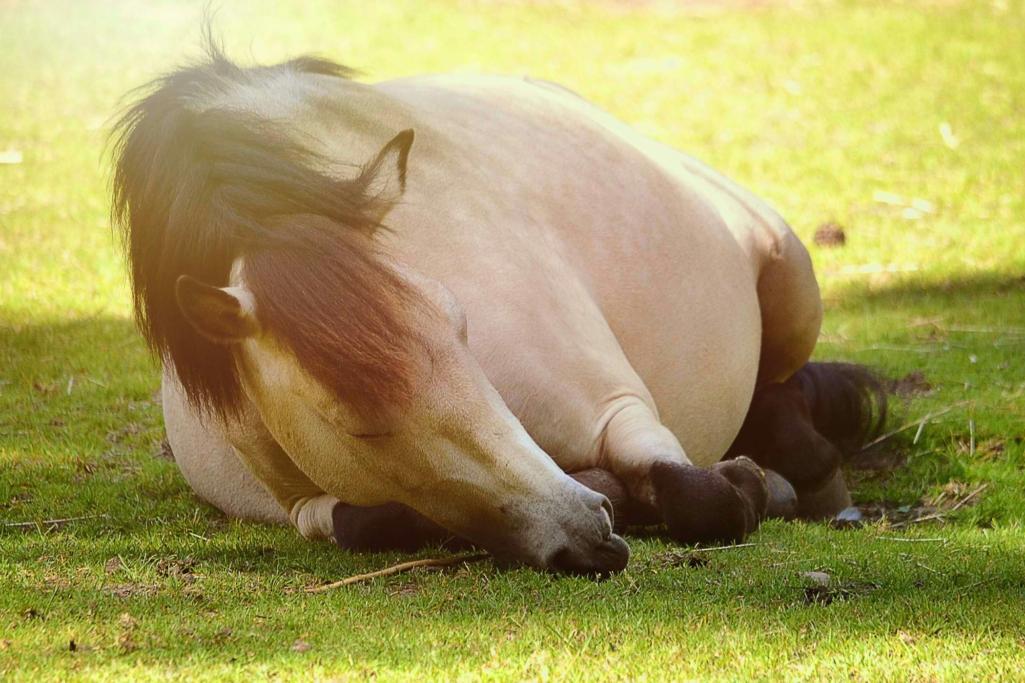 Поза в которой спят лошади
