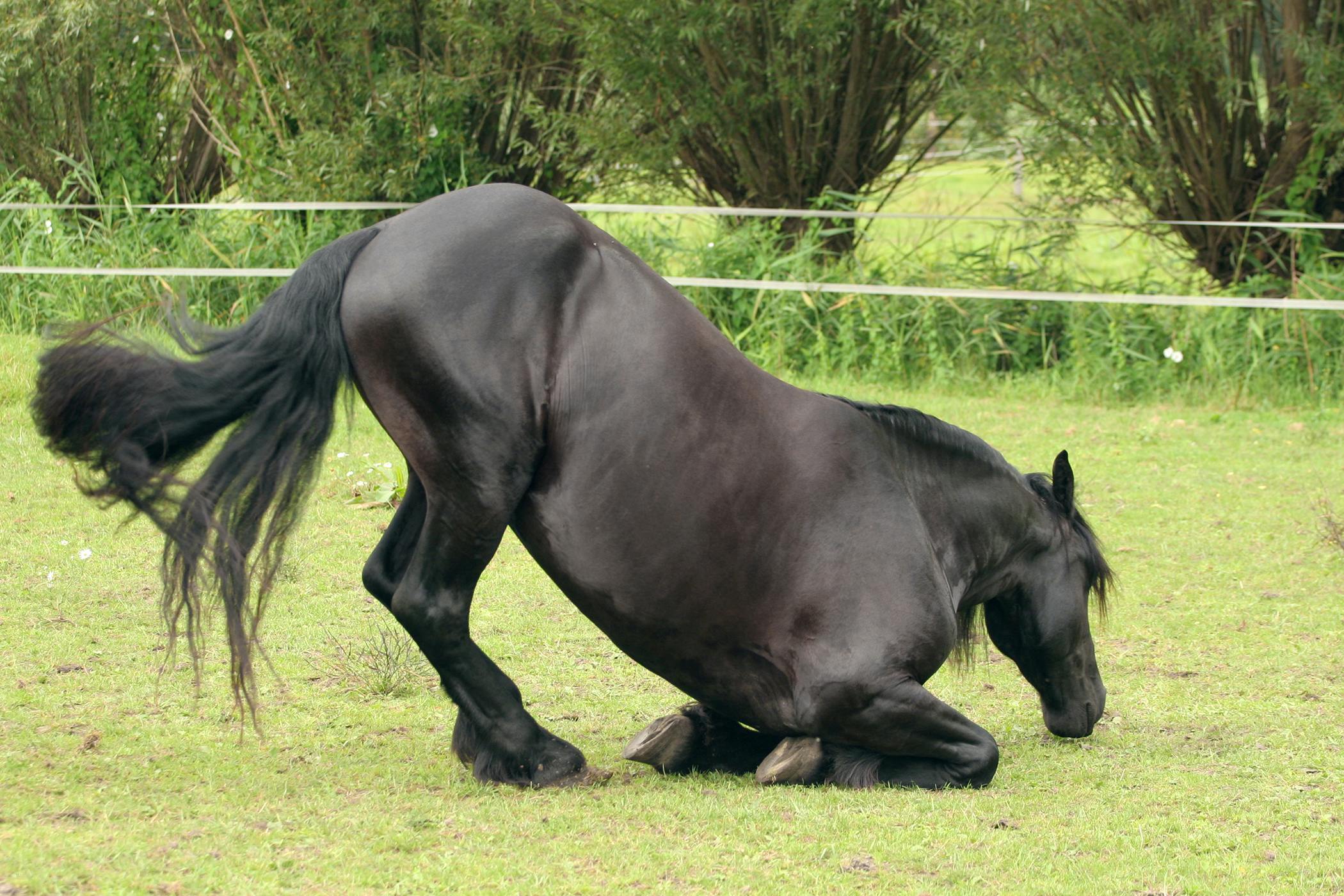 Enterolithiasis in Horses - Symptoms, Causes, Diagnosis 