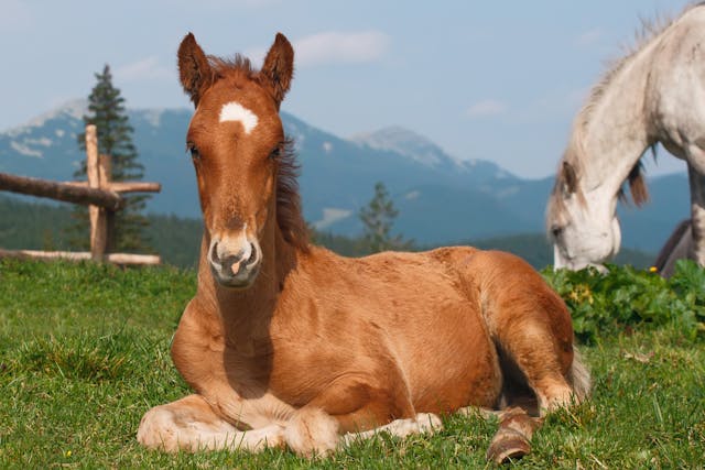Epiphysitis in Horses - Symptoms, Causes, Diagnosis, Treatment, Recovery, Management, Cost