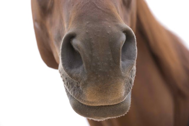 Epistaxis in Horses - Symptoms, Causes, Diagnosis, Treatment, Recovery, Management, Cost