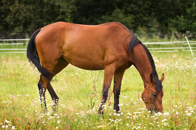 Equine Dysautonomia in Horses - Symptoms, Causes, Diagnosis, Treatment, Recovery, Management, Cost