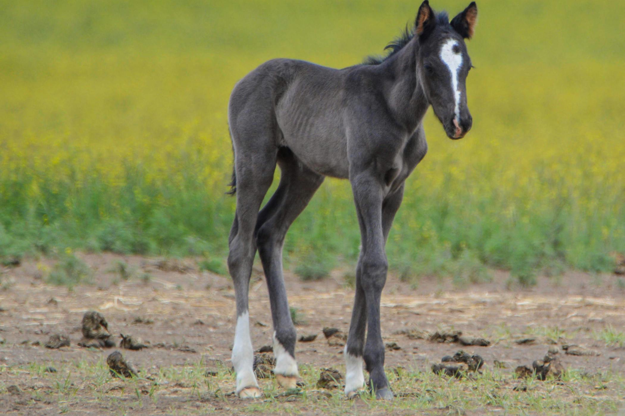 Horse Condition Type - Viral