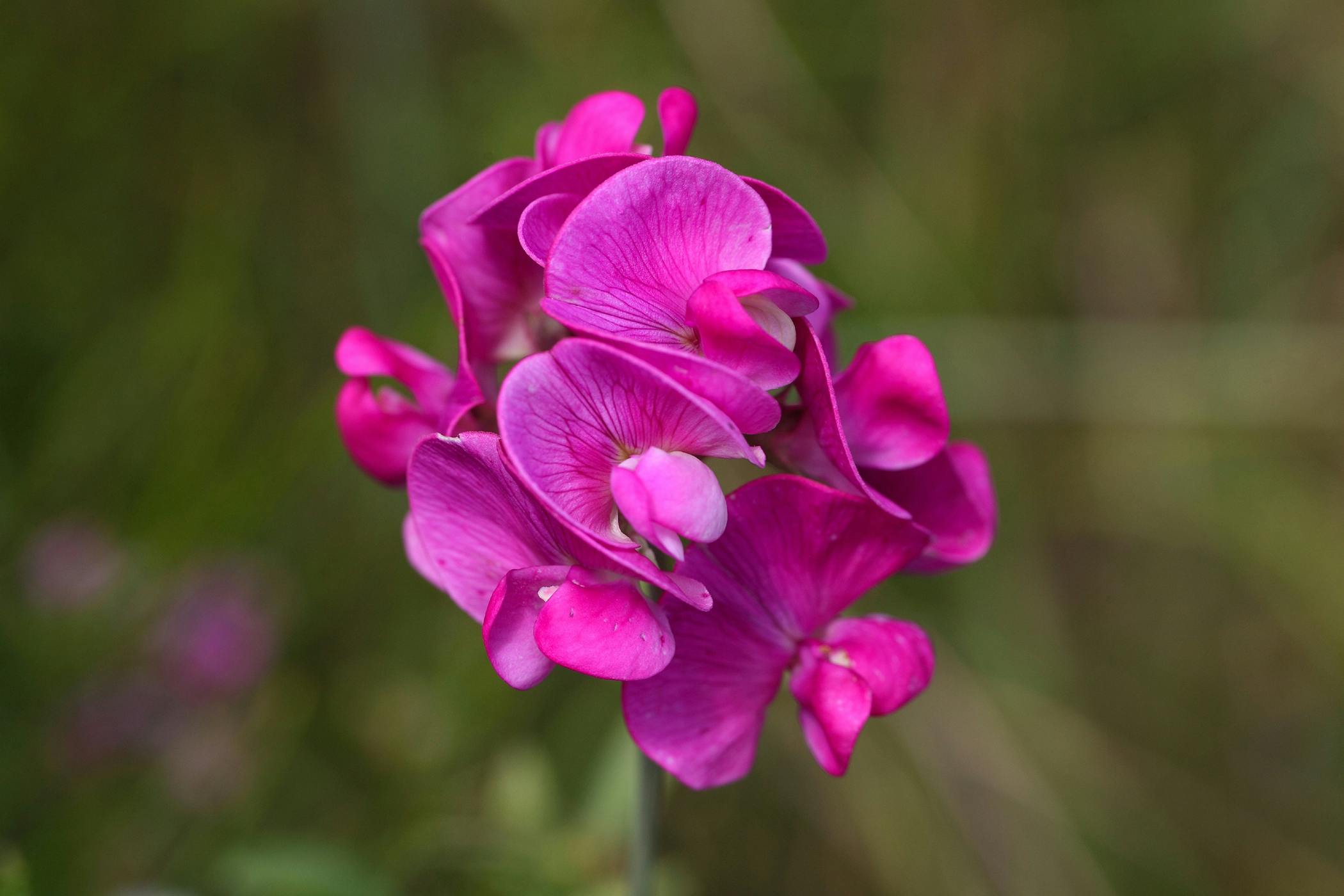 sweet pea toxic to dogs