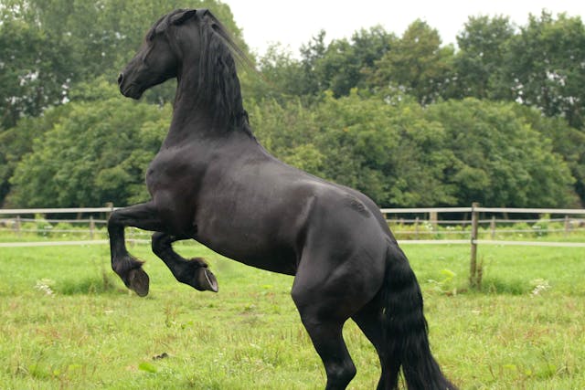 Exotoses of the Metatarsal Bones in Horses - Symptoms, Causes, Diagnosis, Treatment, Recovery, Management, Cost