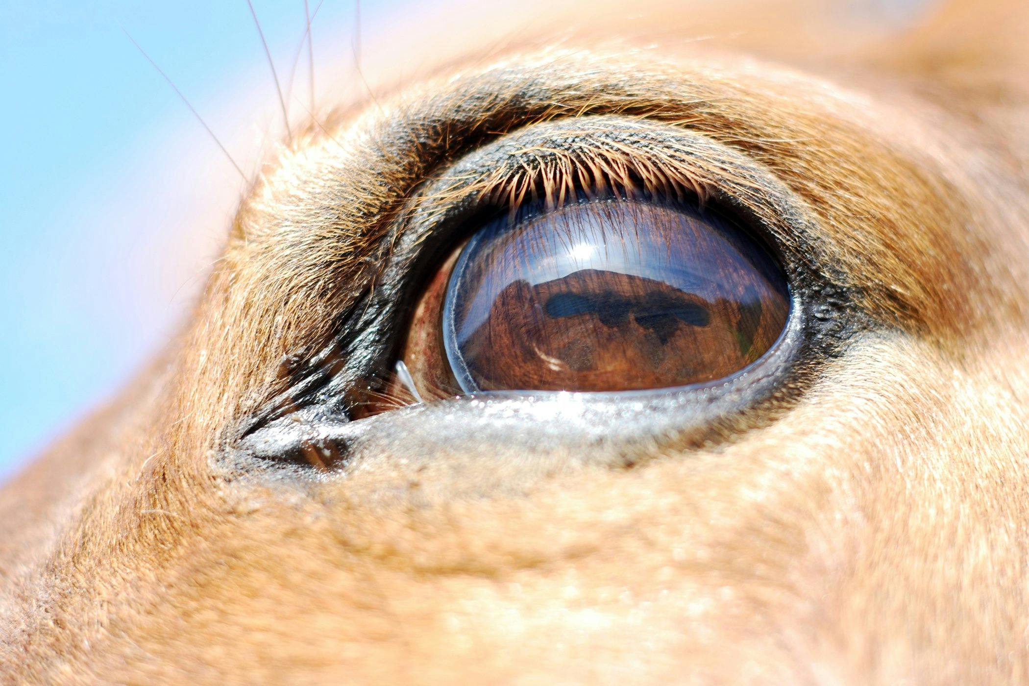 Horse Condition Area Eyes