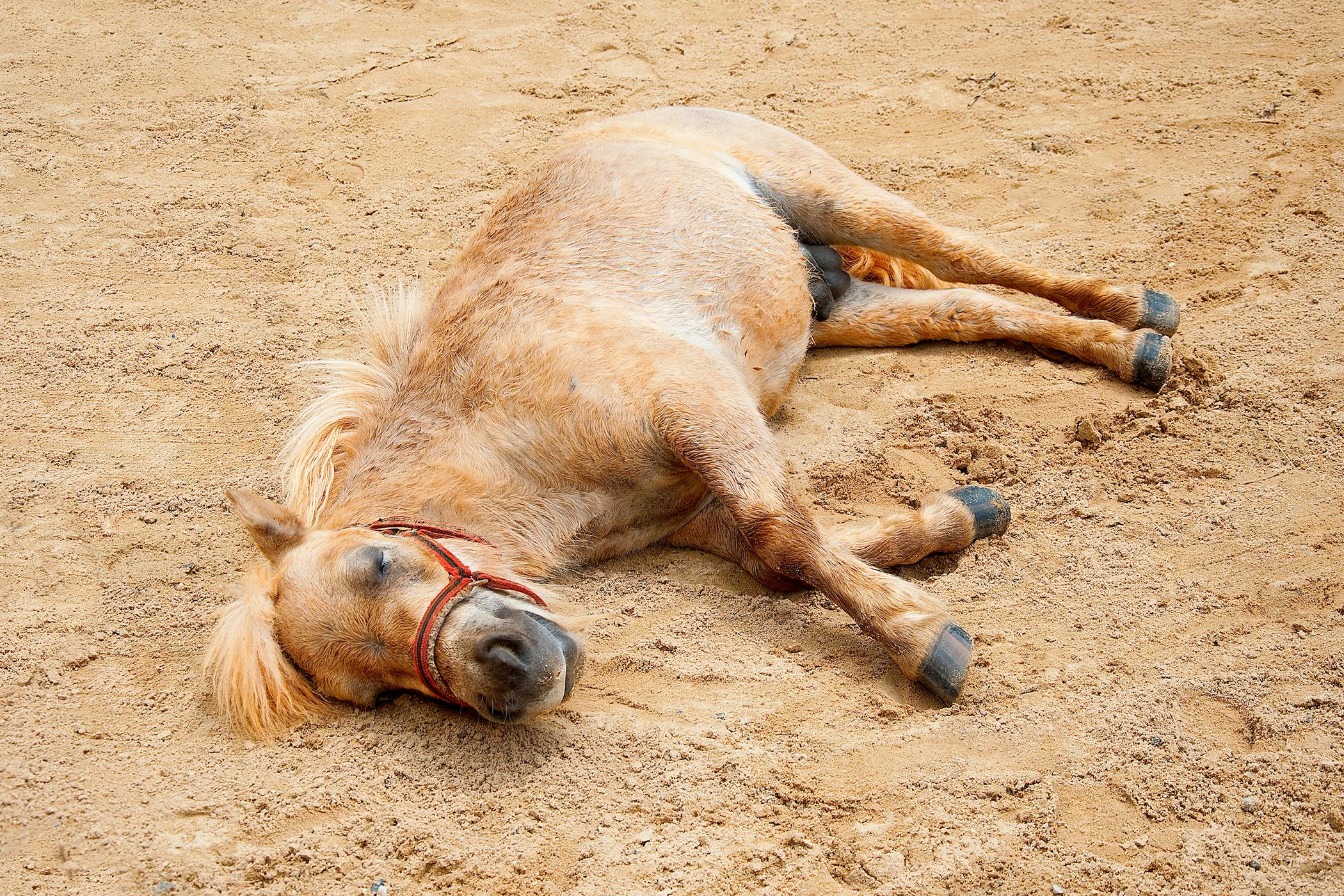 fatigue-and-exercise-in-horses-symptoms-causes-diagnosis-treatment