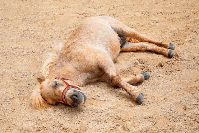 Fatigue and Exercise in Horses - Symptoms, Causes, Diagnosis, Treatment, Recovery, Management, Cost