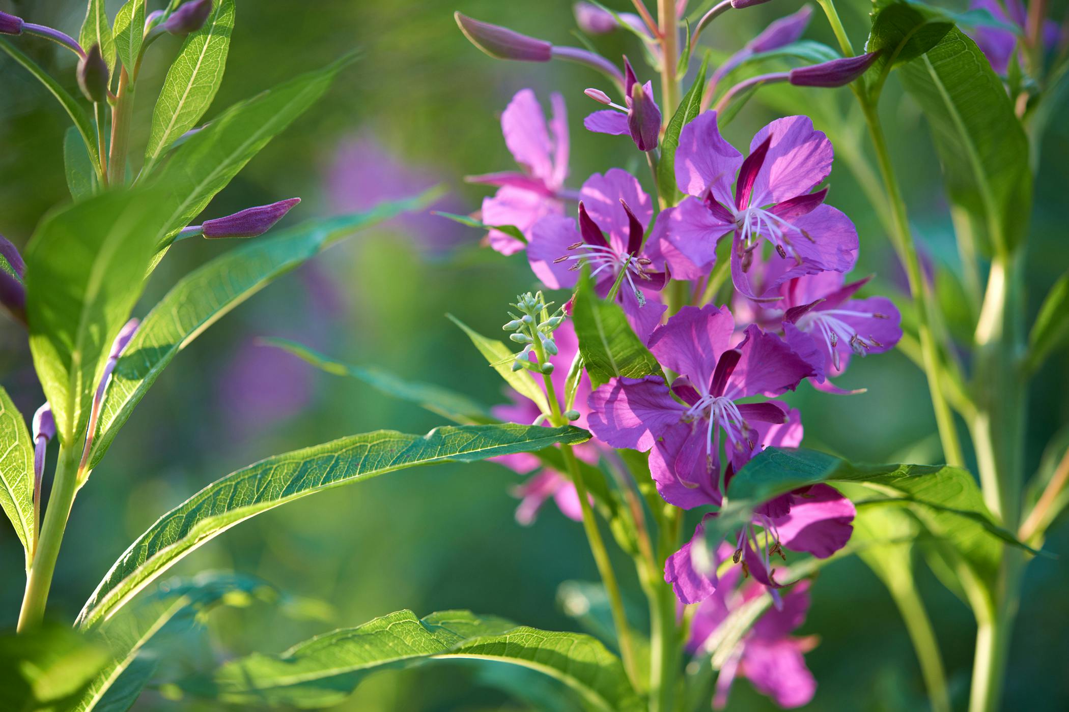 fireweed-poisoning-in-horses-symptoms-causes-diagnosis-treatment