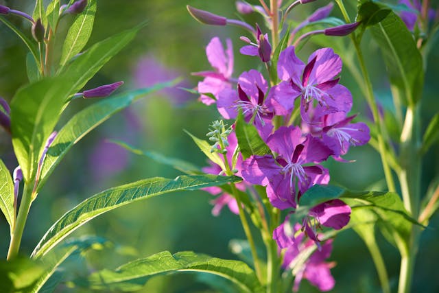 Fireweed Poisoning in Horses - Symptoms, Causes, Diagnosis, Treatment, Recovery, Management, Cost