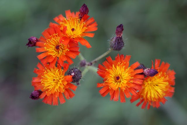 Flatweed Poisoning in Horses - Symptoms, Causes, Diagnosis, Treatment, Recovery, Management, Cost