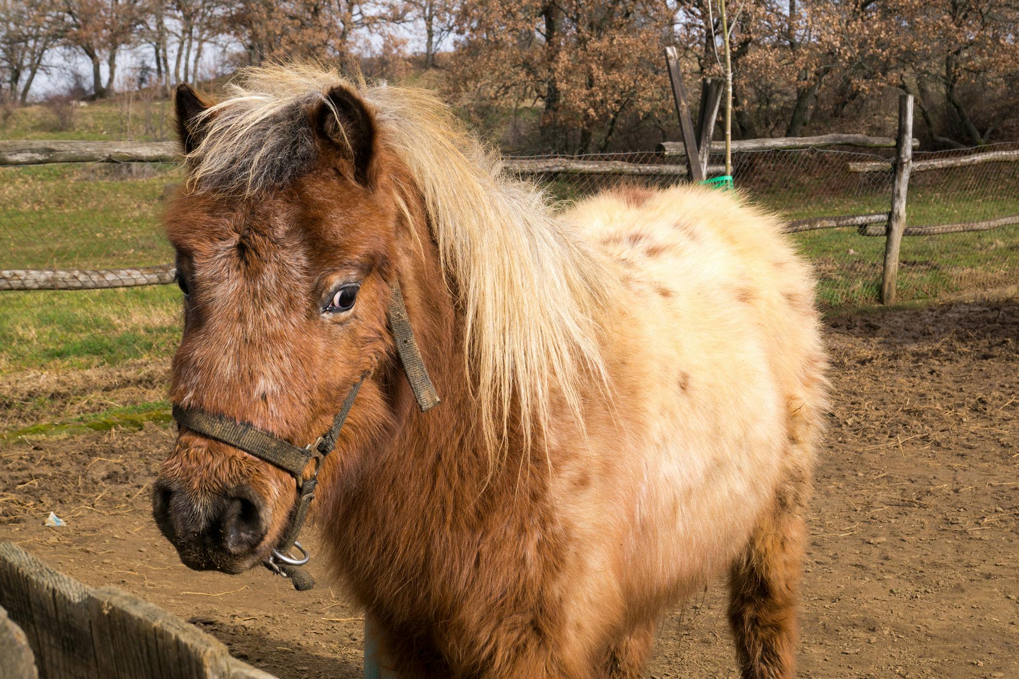 How Long Does A Horse Fly Bite Take To Go Away