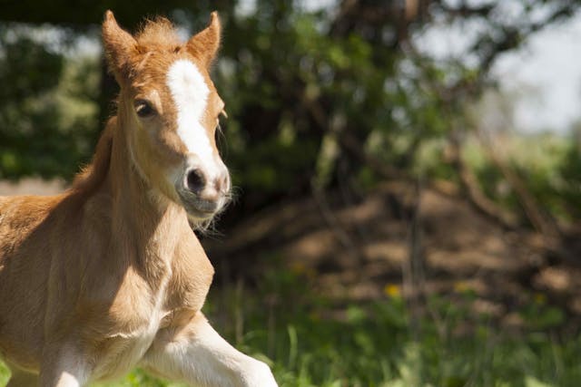 Foal Heat Diarrhea in Horses - Symptoms, Causes, Diagnosis, Treatment ...