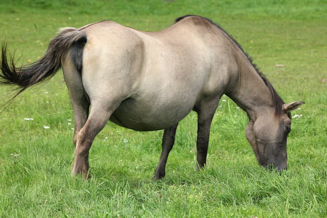 Foaling in Horses - Symptoms, Causes, Diagnosis, Treatment, Recovery, Management, Cost
