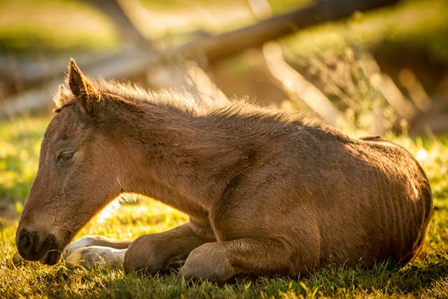 Focal Bone Reaction and Avulsion Fractures in Horses - Symptoms, Causes, Diagnosis, Treatment, Recovery, Management, Cost