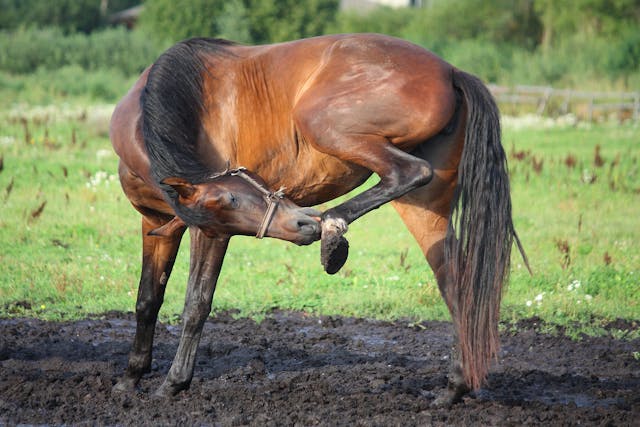Food Allergies in Horses - Symptoms, Causes, Diagnosis, Treatment, Recovery, Management, Cost