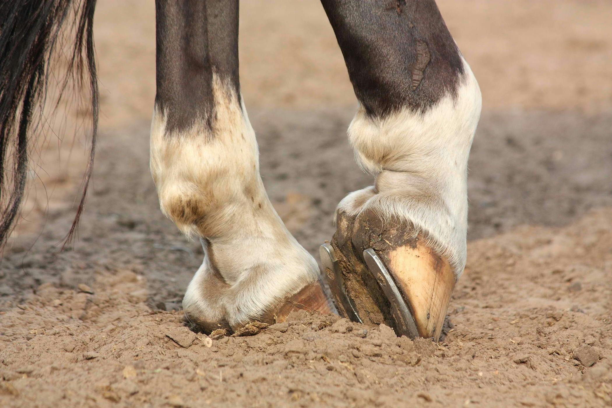 How To Treat Swelling In Horses Leg After Cut