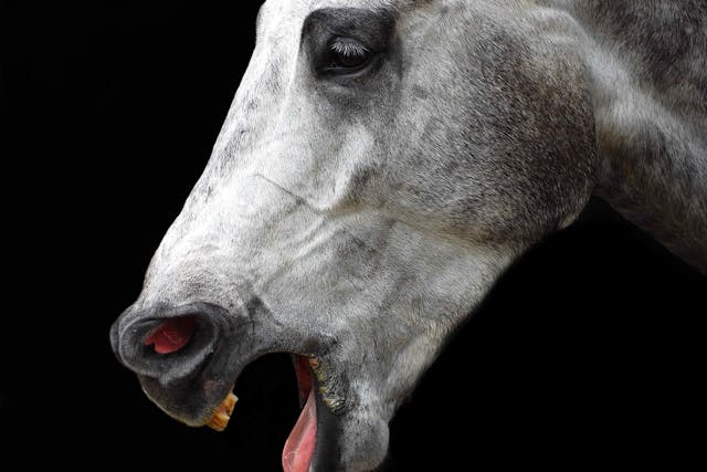 Fourth Brachial Arch Defect in Horses - Symptoms, Causes, Diagnosis, Treatment, Recovery, Management, Cost