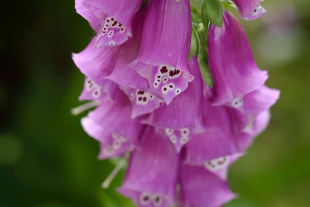 Foxglove Poisoning in Horses - Symptoms, Causes, Diagnosis, Treatment, Recovery, Management, Cost