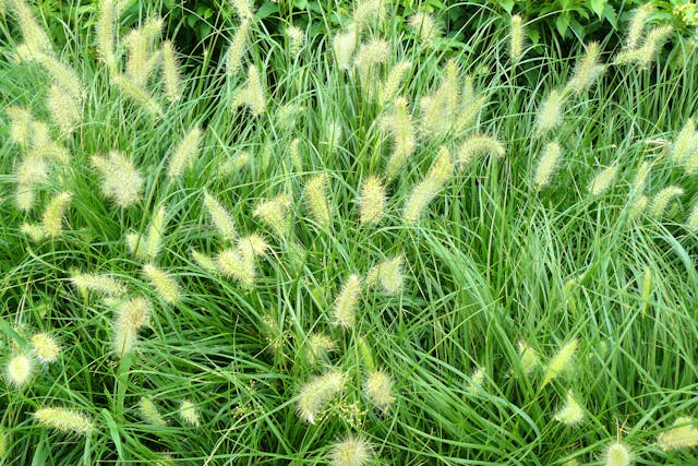 Foxtail Grass Poisoning in Horses - Symptoms, Causes, Diagnosis, Treatment, Recovery, Management, Cost