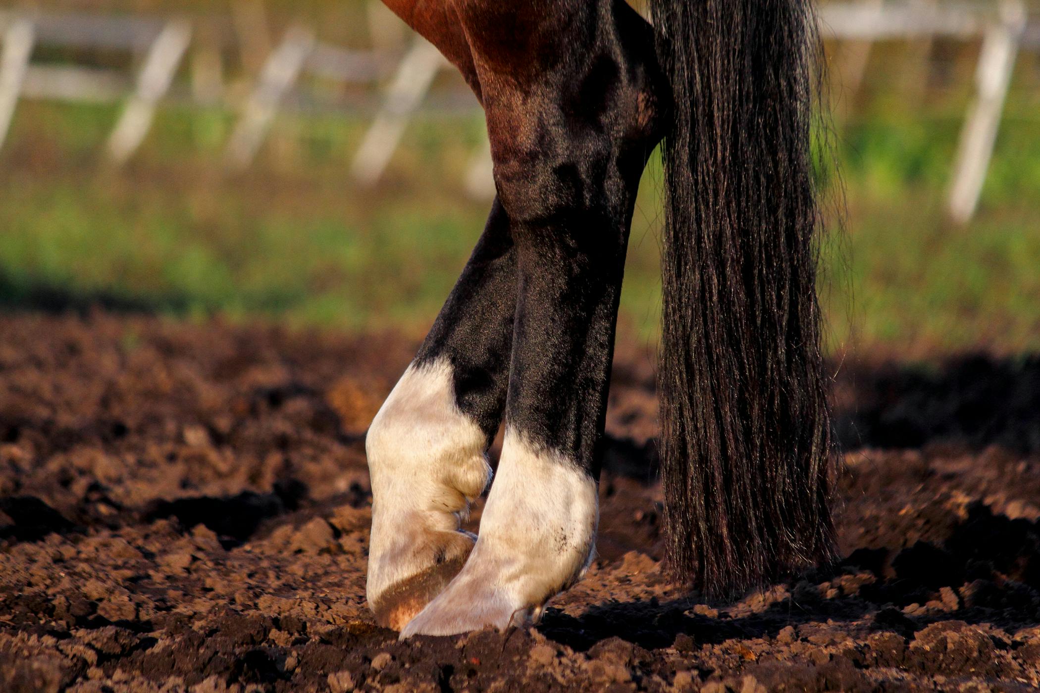 Fracture of the Patella in Horses Symptoms, Causes, Diagnosis