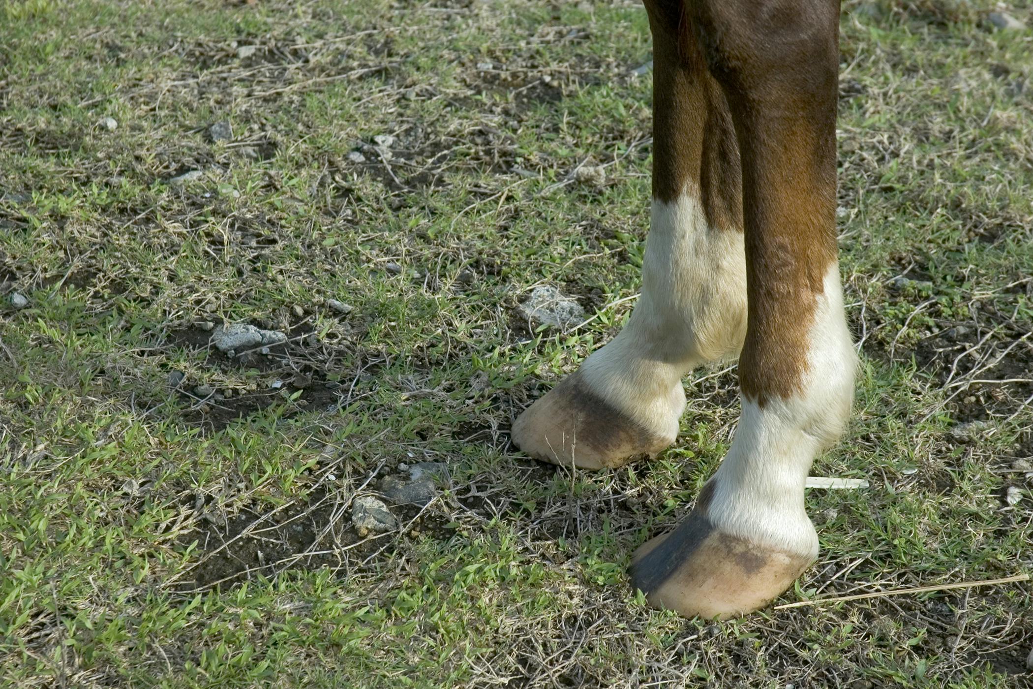 Fractures of the Stifle in Horses Symptoms, Causes, Diagnosis