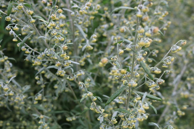 Fringed Sage Poisoning in Horses - Symptoms, Causes, Diagnosis, Treatment, Recovery, Management, Cost