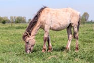 Fungal Infections Mycoses In Horses Symptoms Causes Diagnosis 