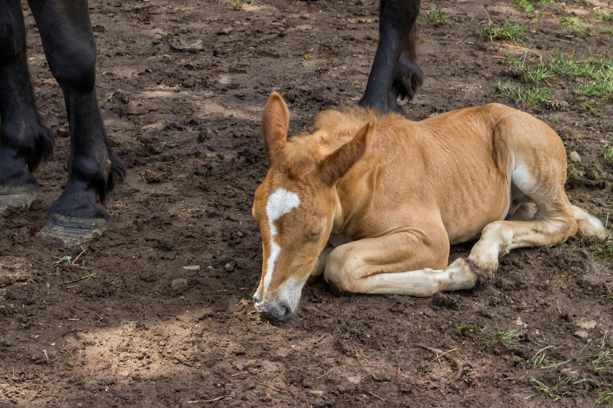 Fusing Joints in Horses Symptoms, Causes, Diagnosis, Treatment