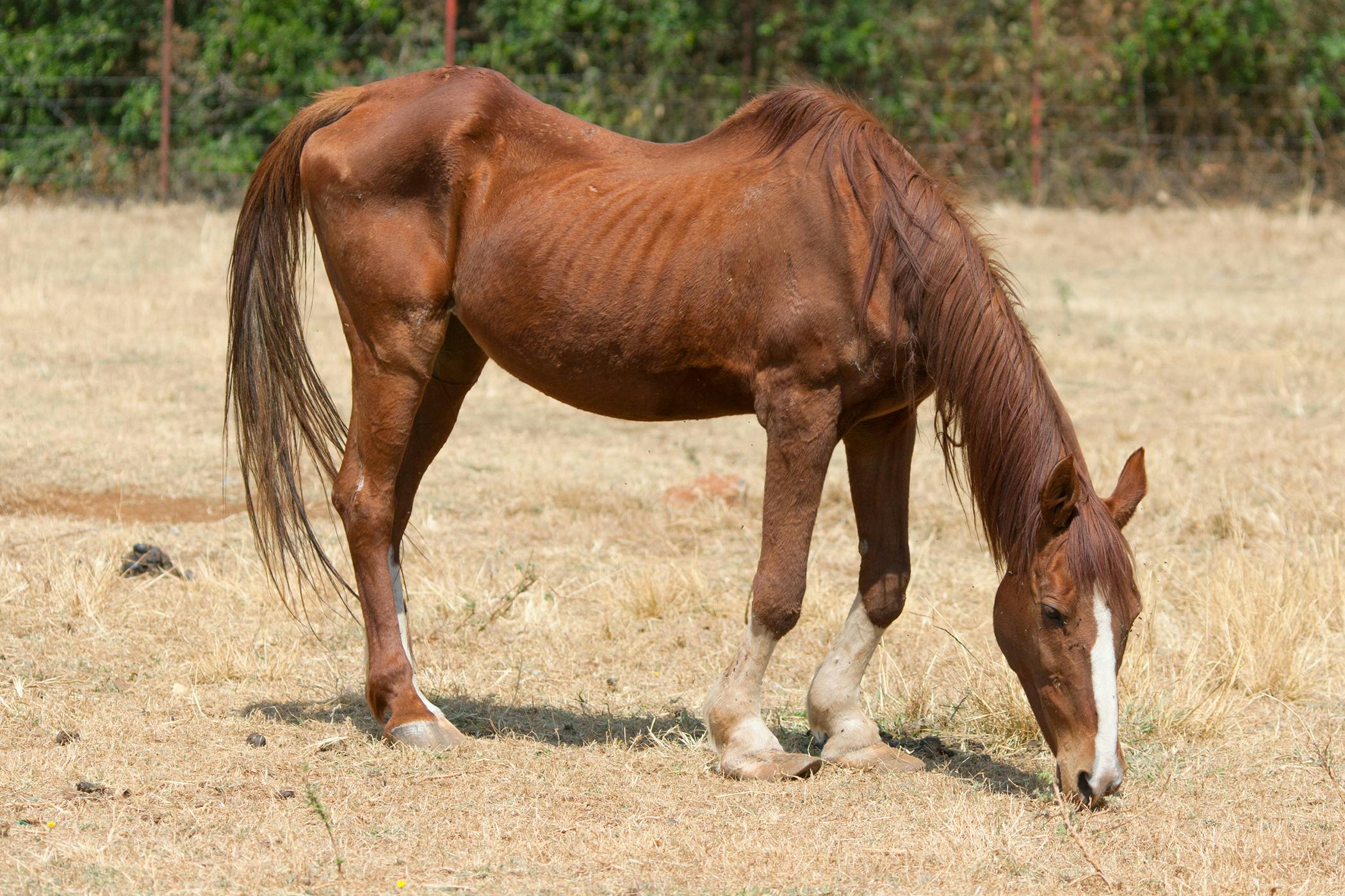 gastric-ulcers-in-horses-symptoms-causes-diagnosis-treatment