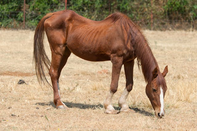 Gastric Ulcers in Horses - Symptoms, Causes, Diagnosis, Treatment, Recovery, Management, Cost