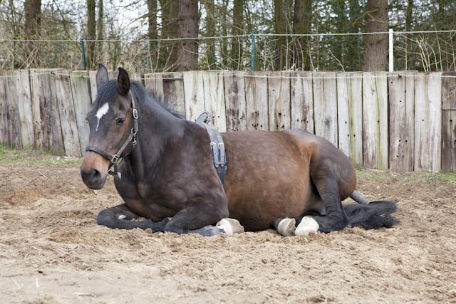 Gastrocnemius Tendonitis in Horses - Symptoms, Causes, Diagnosis, Treatment, Recovery, Management, Cost