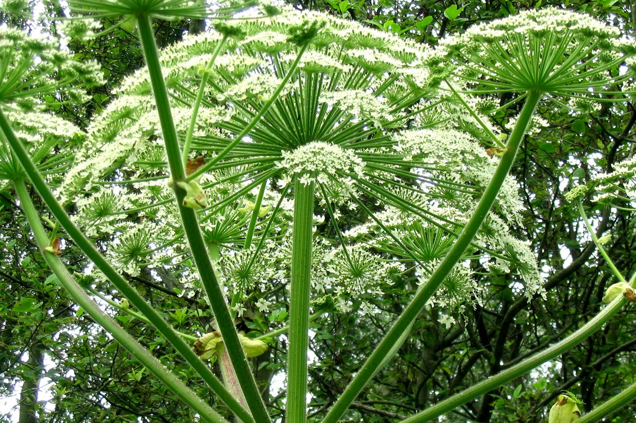 giant-hogweed-poisoning-in-horses-symptoms-causes-diagnosis