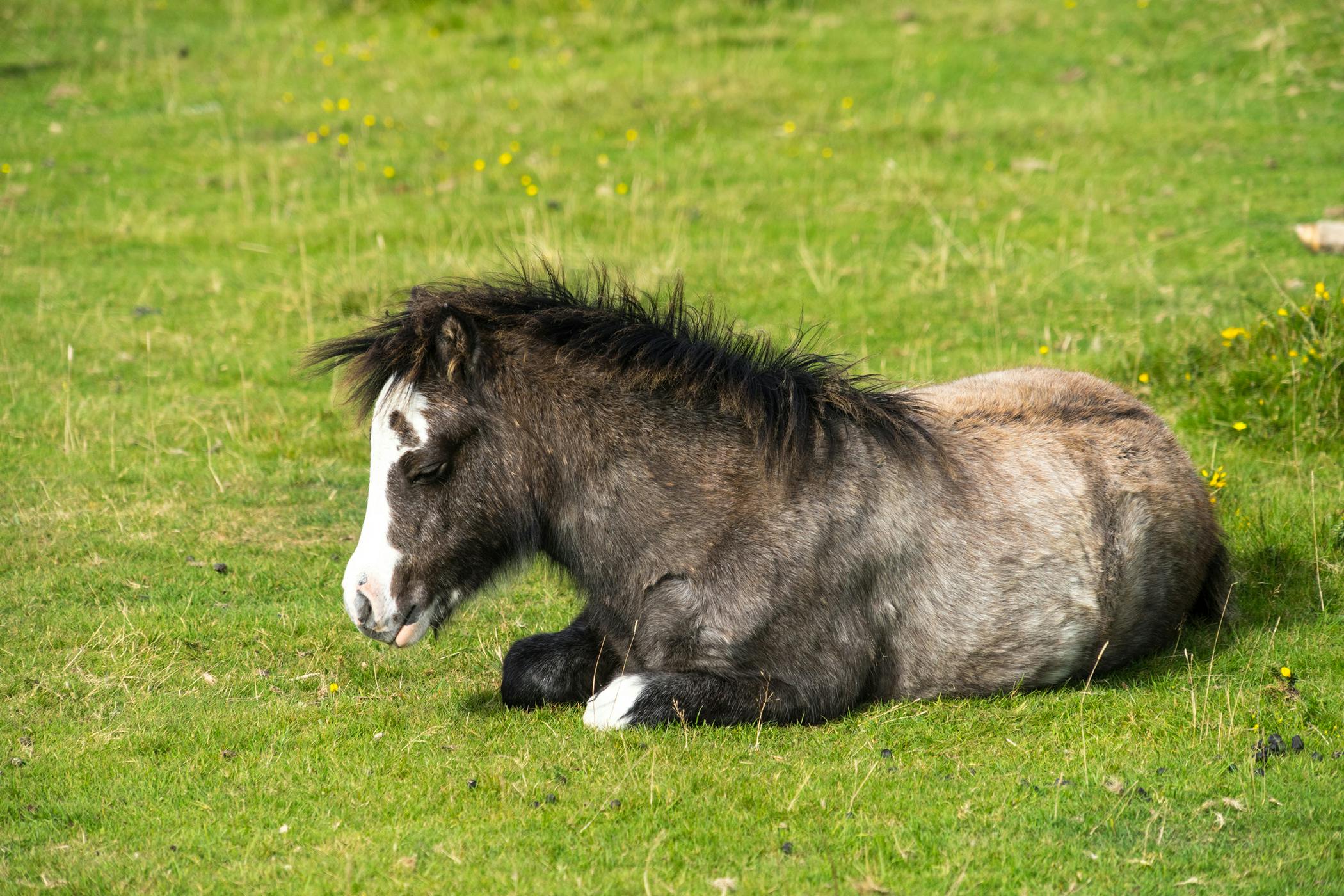 glycogen-branching-enzyme-deficiency-in-horses-symptoms-causes