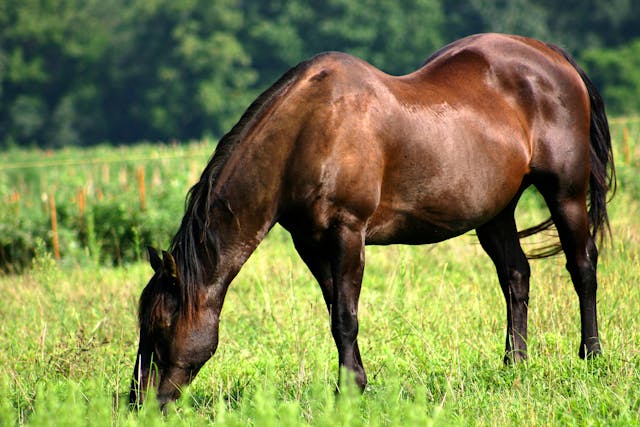 Grass Sickness in Horses - Symptoms, Causes, Diagnosis, Treatment, Recovery, Management, Cost