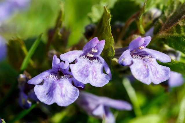 Ground Ivy Poisoning in Horses - Symptoms, Causes, Diagnosis, Treatment, Recovery, Management, Cost