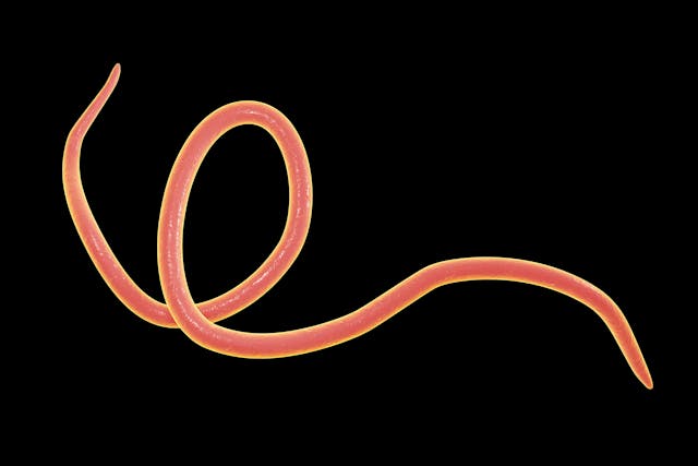 Habronemiasis in Horses - Symptoms, Causes, Diagnosis, Treatment, Recovery, Management, Cost