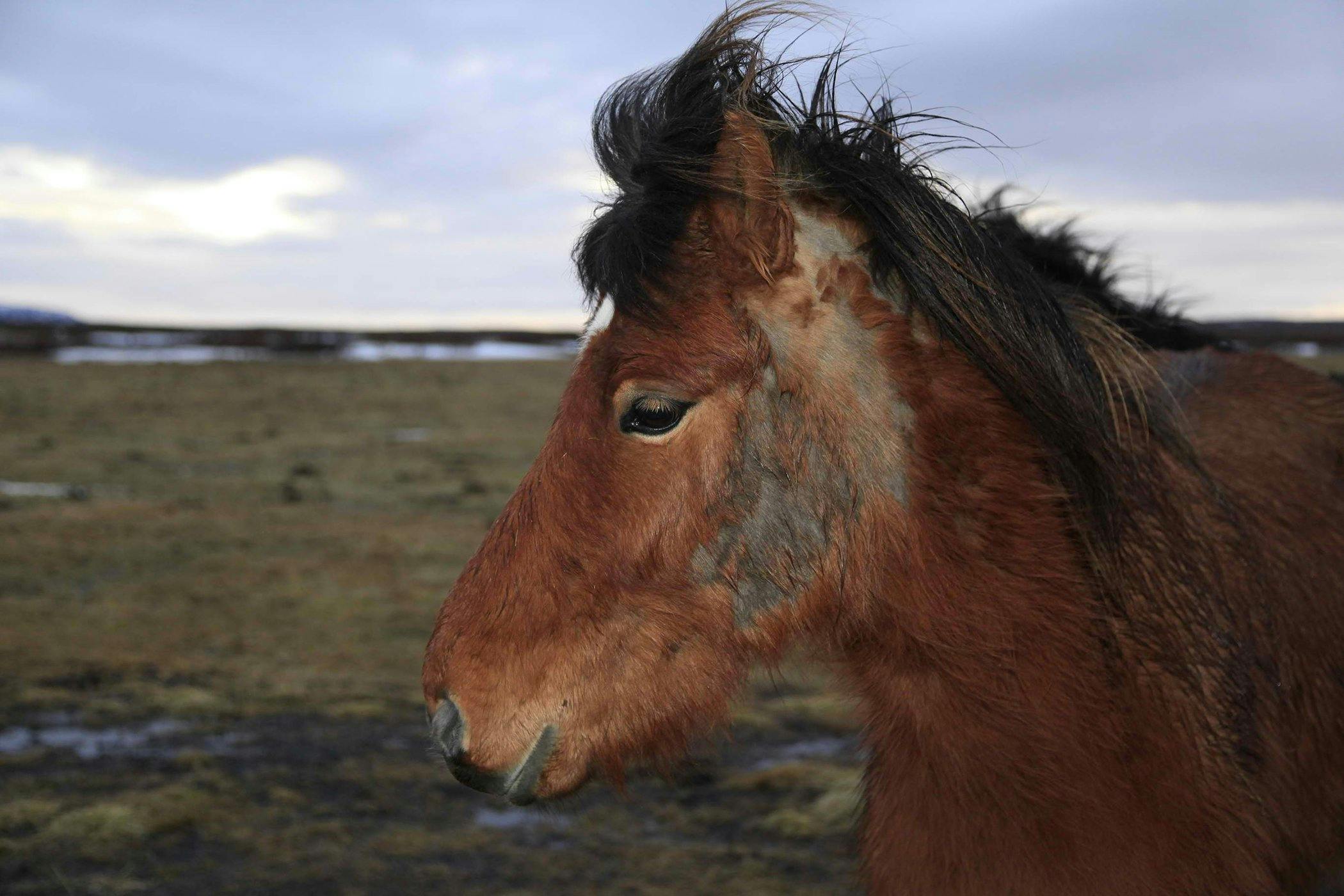 Hair Loss (Alopecia) in Horses - Symptoms, Causes 