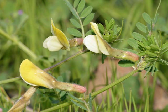 Hairy Vetch Poisoning in Horses - Symptoms, Causes, Diagnosis, Treatment, Recovery, Management, Cost
