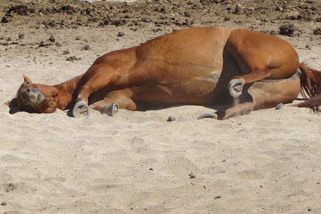 Heart Disease In Horses Symptoms Causes Diagnosis Treatment Recovery Management Cost Heart Disease In Horses Symptoms Causes Diagnosis Treatment Recovery Management Cost