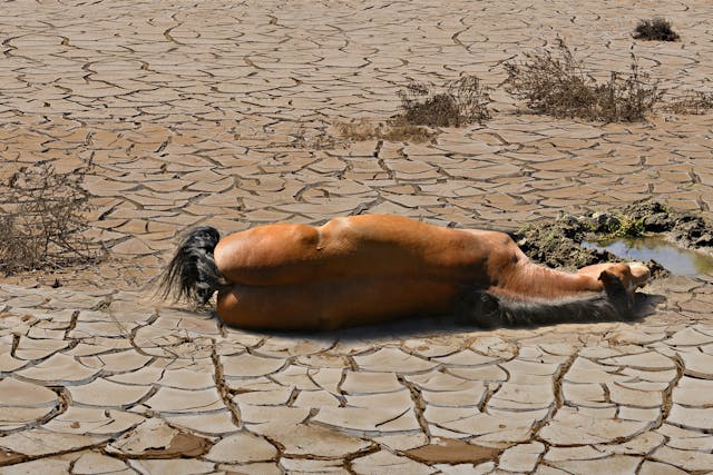 Heat Stress in Horses - Symptoms, Causes, Diagnosis, Treatment, Recovery, Management, Cost